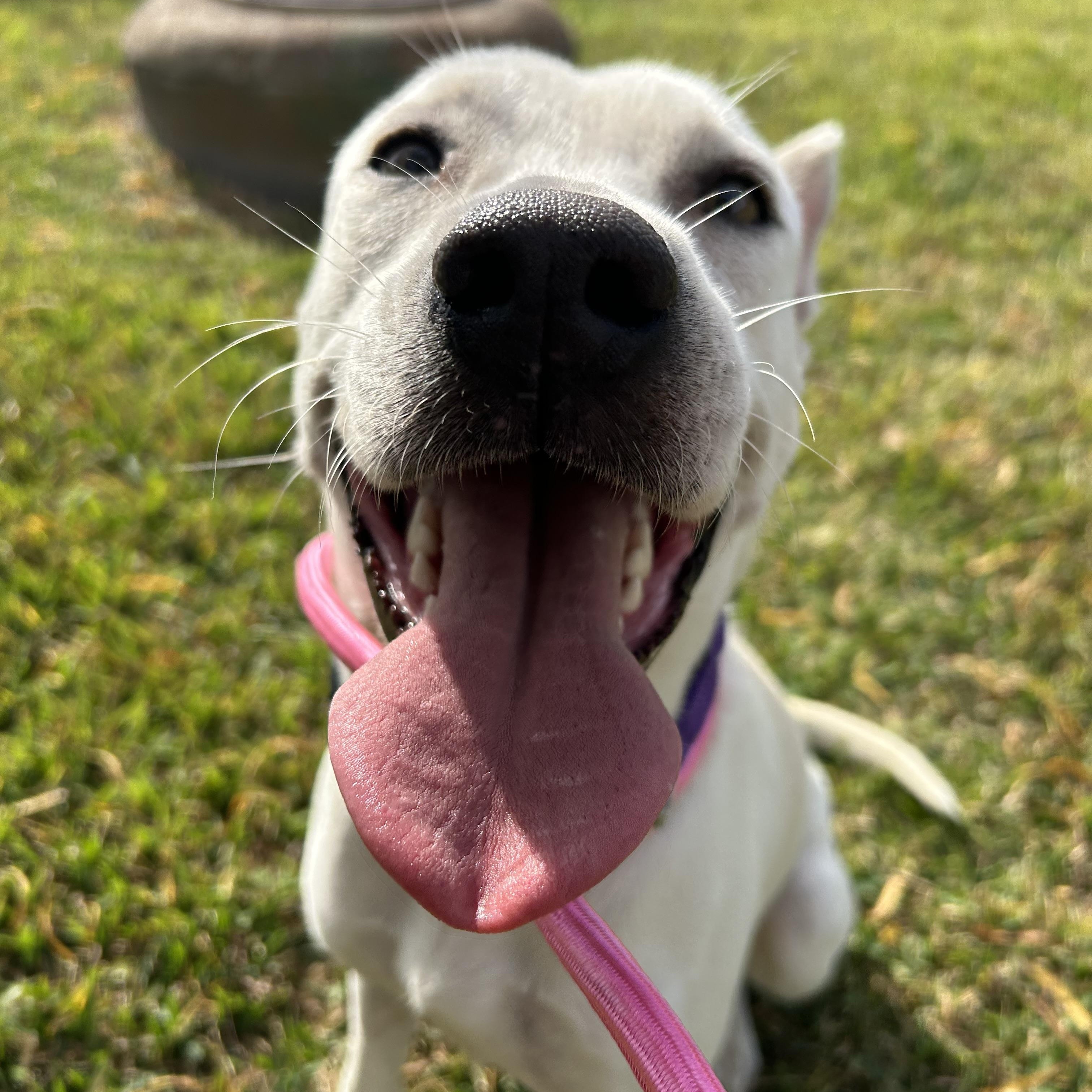Enlarge Miley, a Adoptable mixed breed in Westminster, CO image 1/5