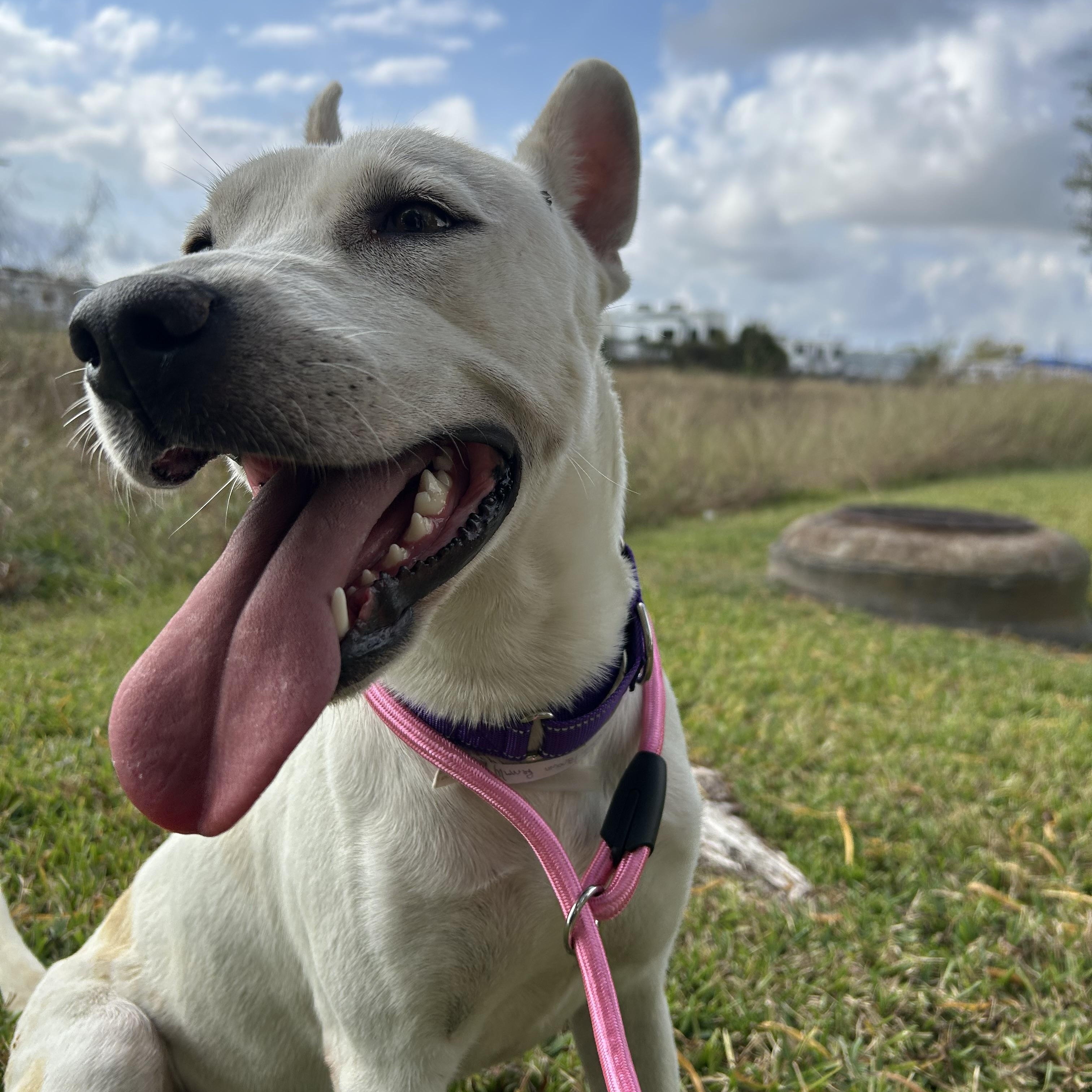 Enlarge Miley, a Adoptable mixed breed in Westminster, CO image 2/5