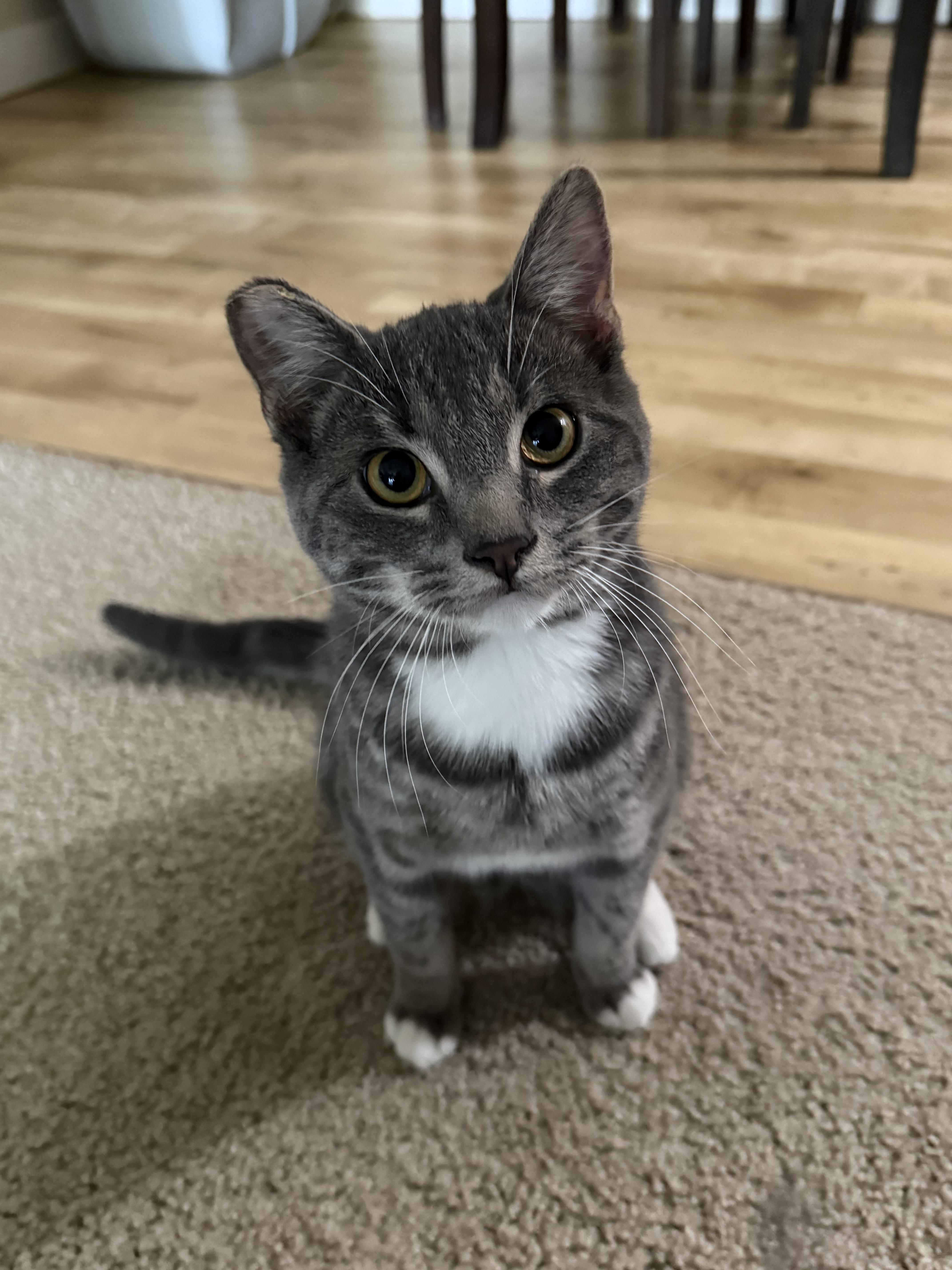 At just 7 months old Greymond the Gray has already mastered the art of being the coolest cat in the