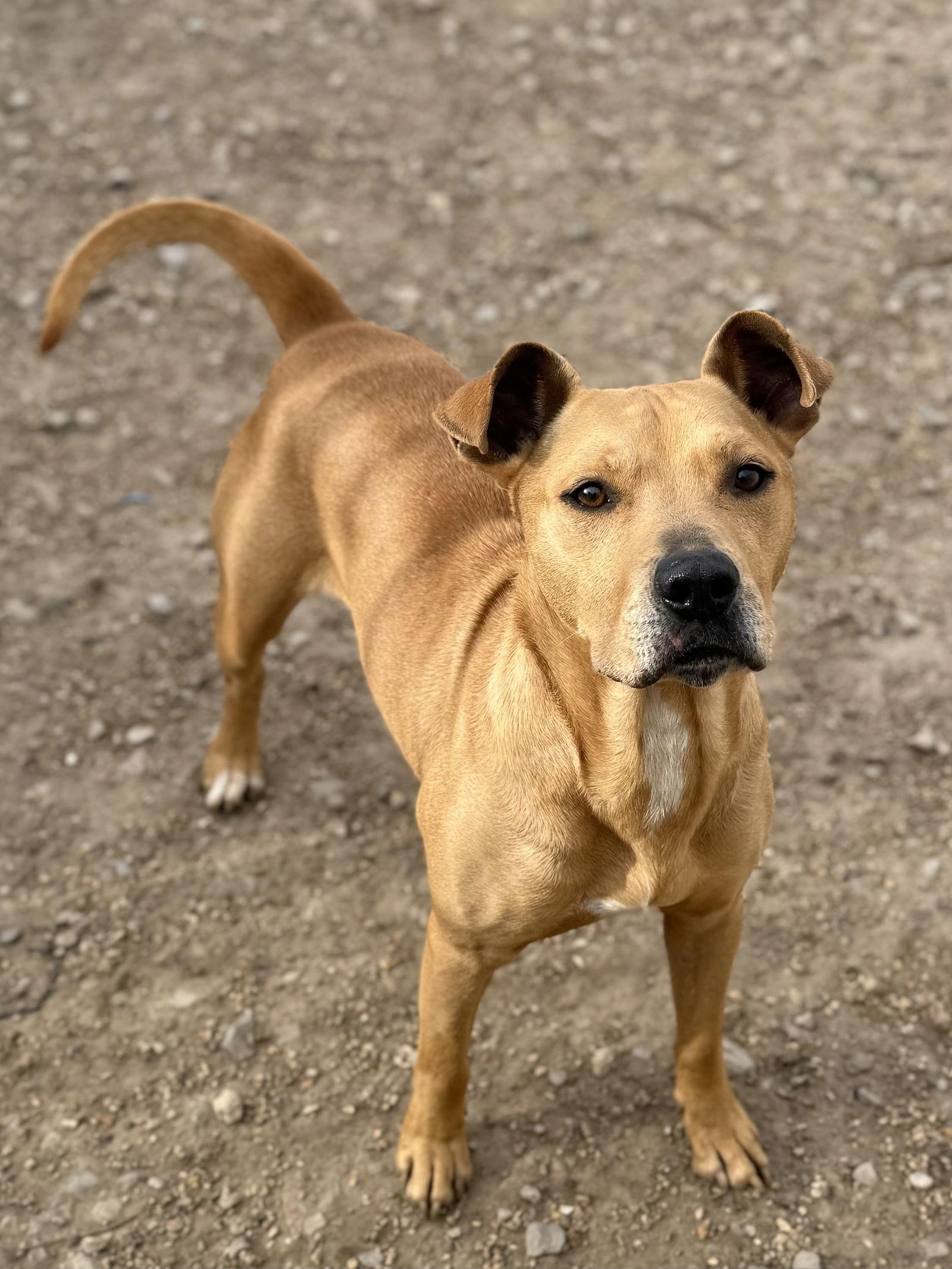 Enlarge McMuffin, a Adoptable mixed breed in Corning, AR image 1/3