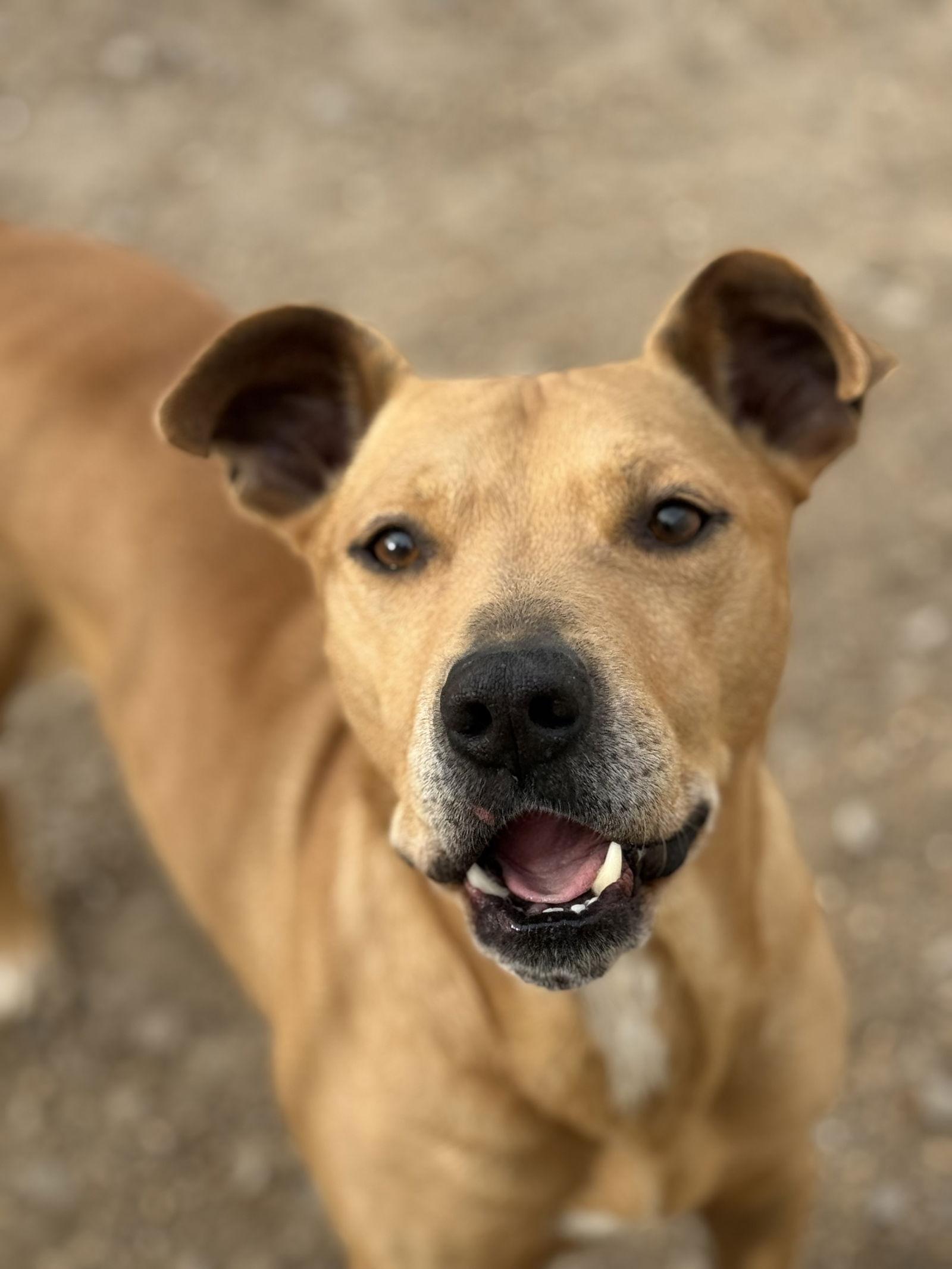 Enlarge McMuffin, a Adoptable mixed breed in Corning, AR image 2/3