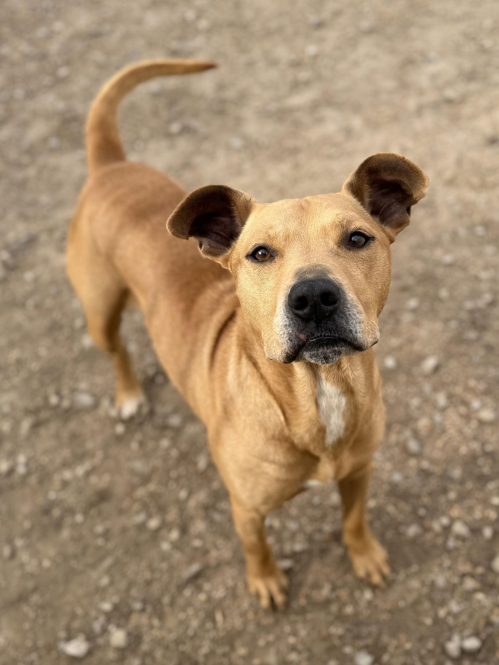 McMuffin, Adoptable, Adult Male Labrador Retriever & Pit Bull Terrier.