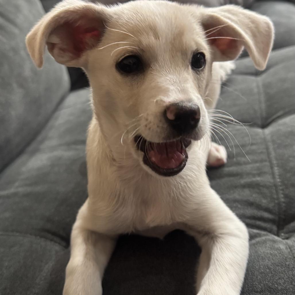 Latte, Adoptable, Puppy Female Mixed Breed & Terrier.