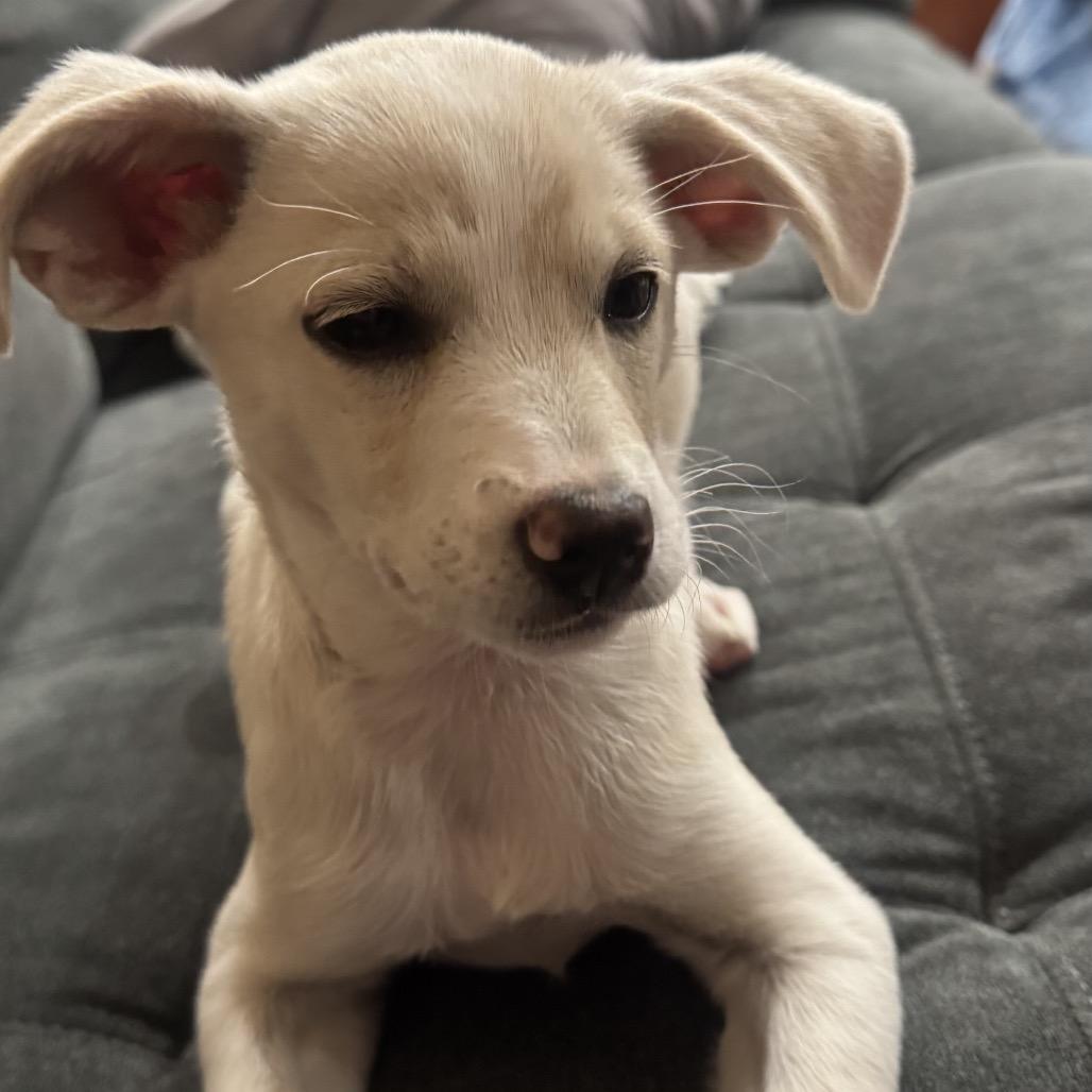 Enlarge Latte, a Adoptable mixed breed in Escondido, CA image 2/6