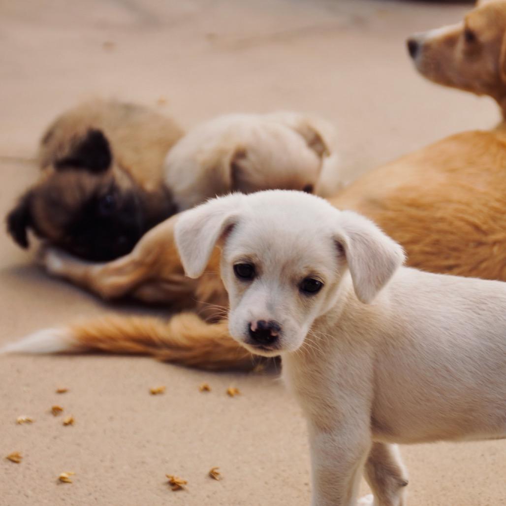 Enlarge Latte, a Adoptable mixed breed in Escondido, CA image 3/6
