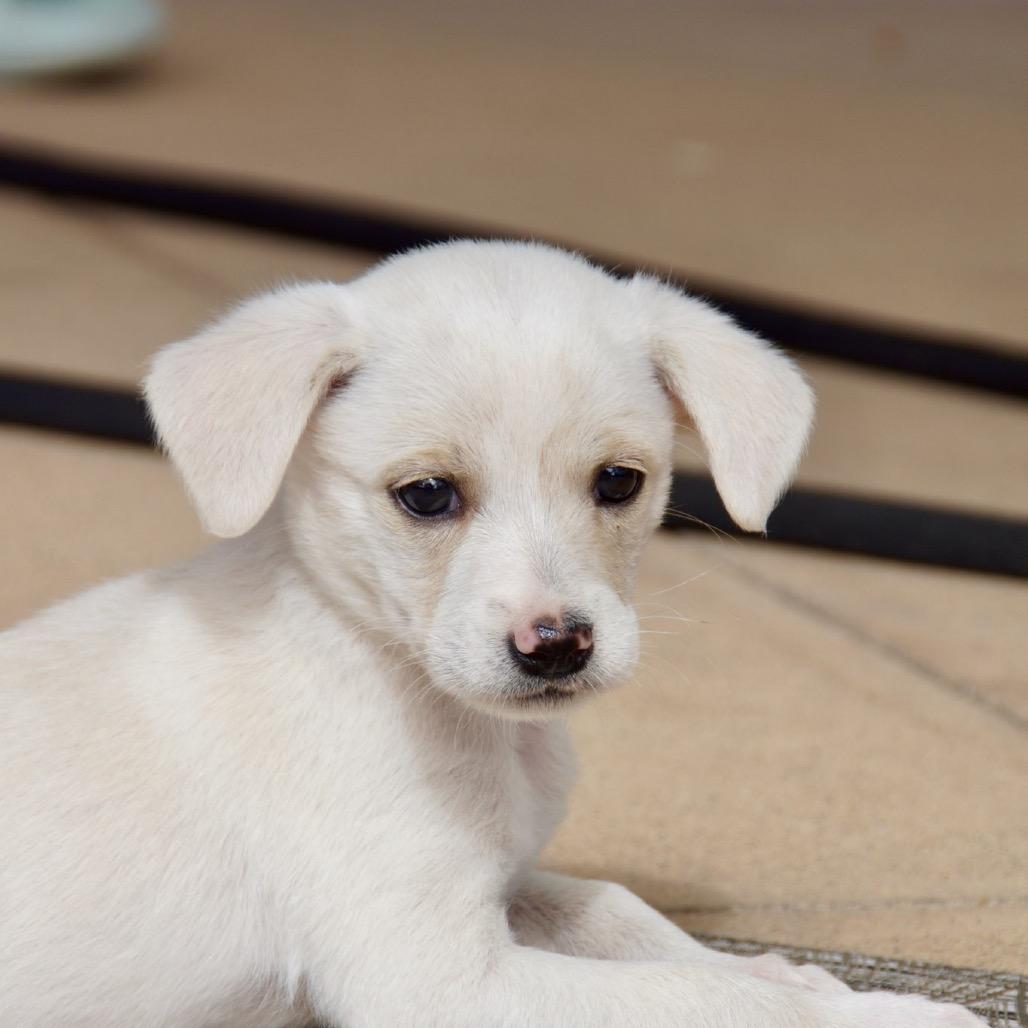 Enlarge Latte, a Adoptable mixed breed in Escondido, CA image 4/6