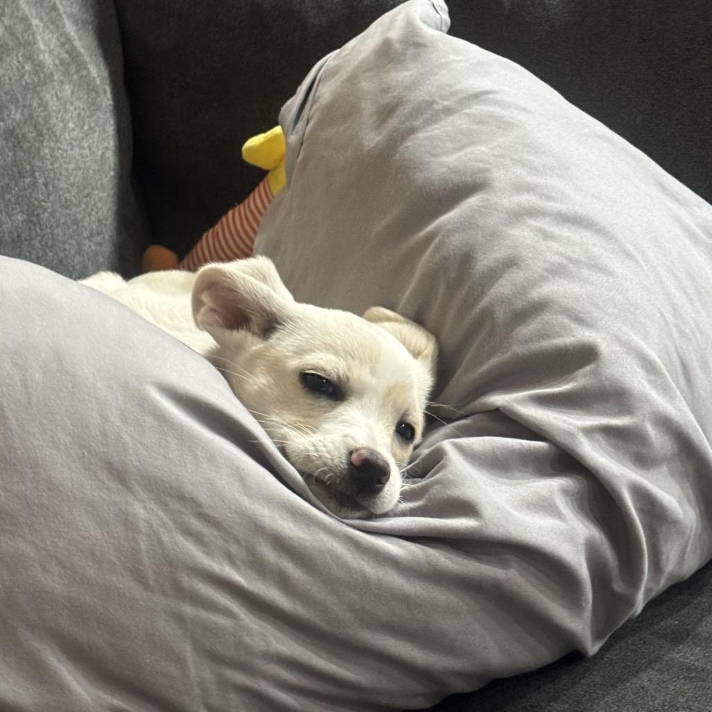 Enlarge Latte, a Adoptable mixed breed in Escondido, CA image 5/6