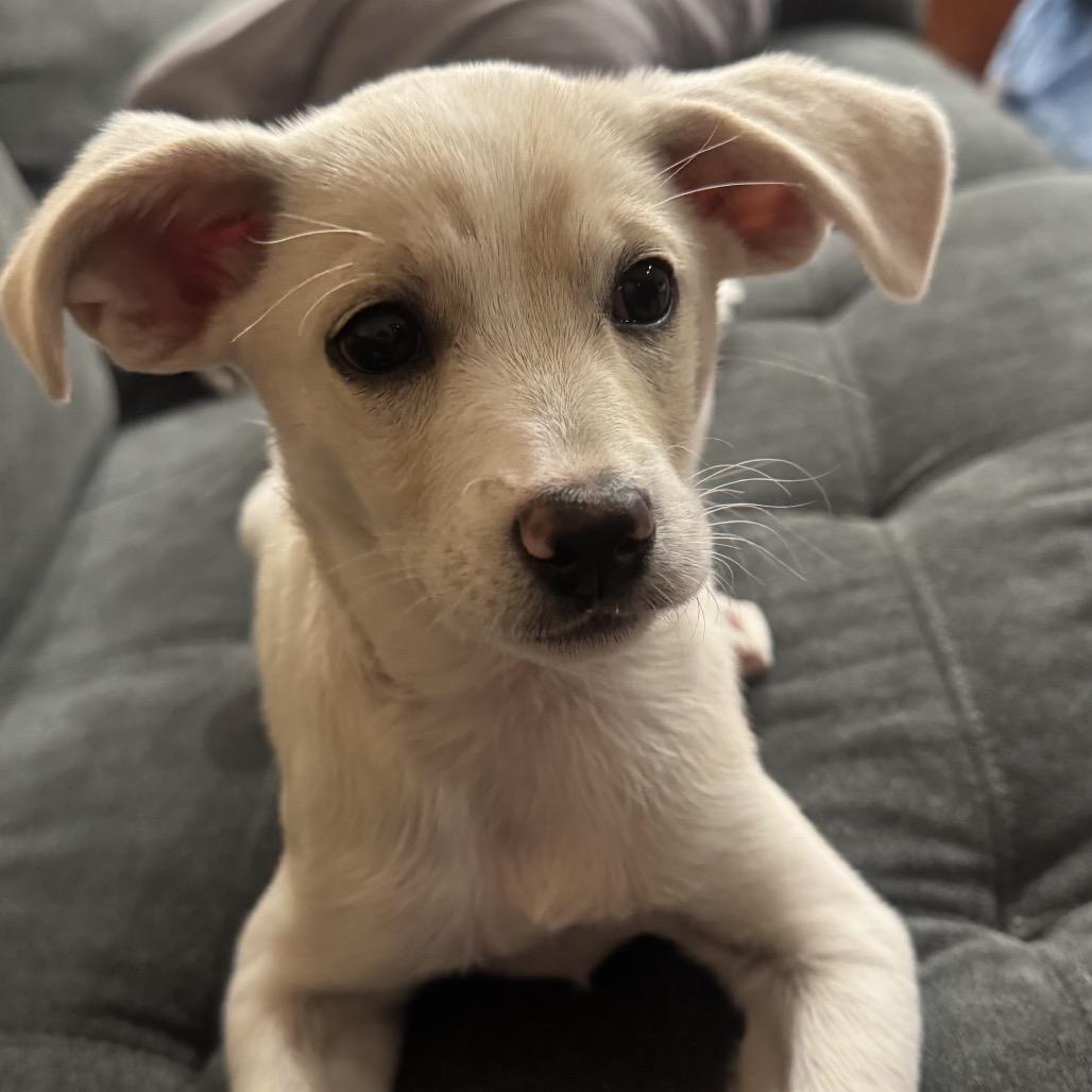 Enlarge Latte, a Adoptable mixed breed in Escondido, CA image 6/6