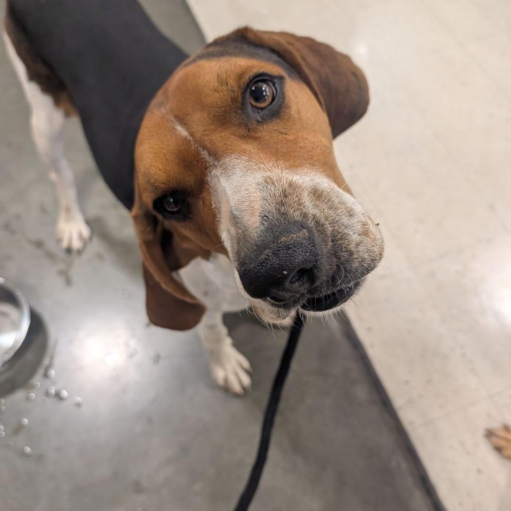 Enlarge Koda, a Adoptable mixed breed in Big Lake, MN image 5/5