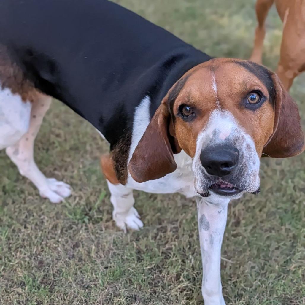 Koda, Adoptable, Young Male Treeing Walker Coonhound & Mixed Breed.