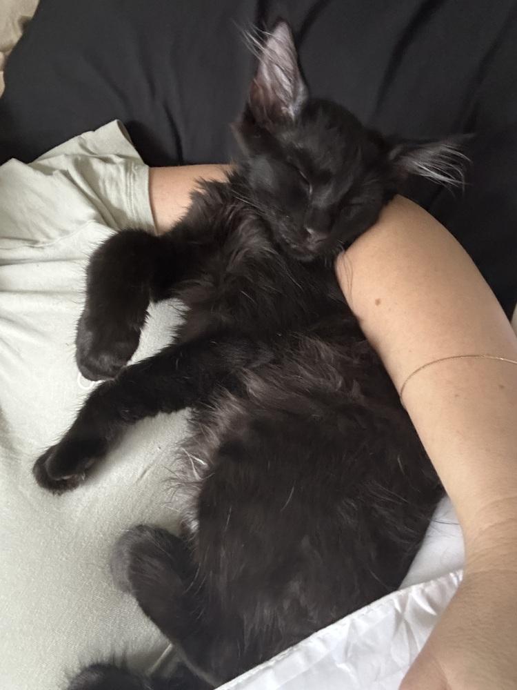 Kilo Ren, Adoptable, Kitten Male Domestic Medium Hair.