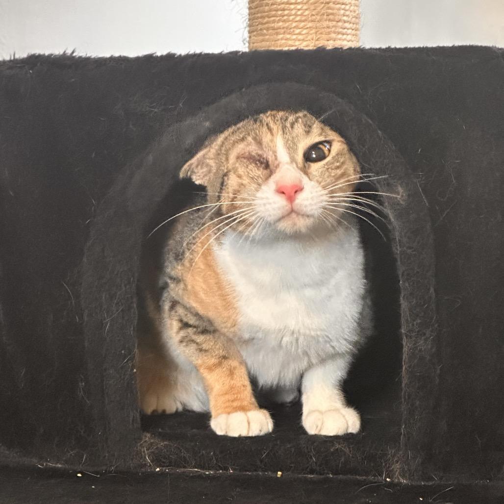 Linda - Qatar — thumbnail 3