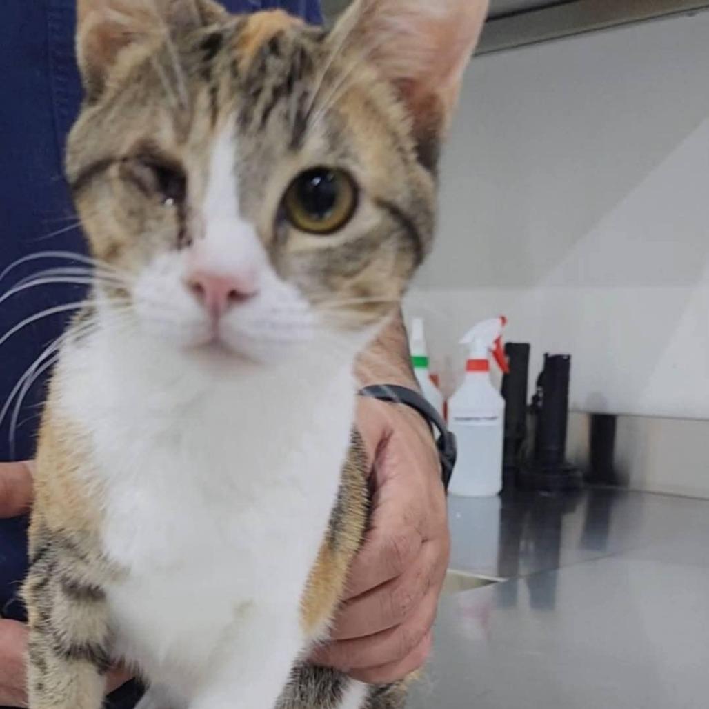 Linda - Qatar — thumbnail 5