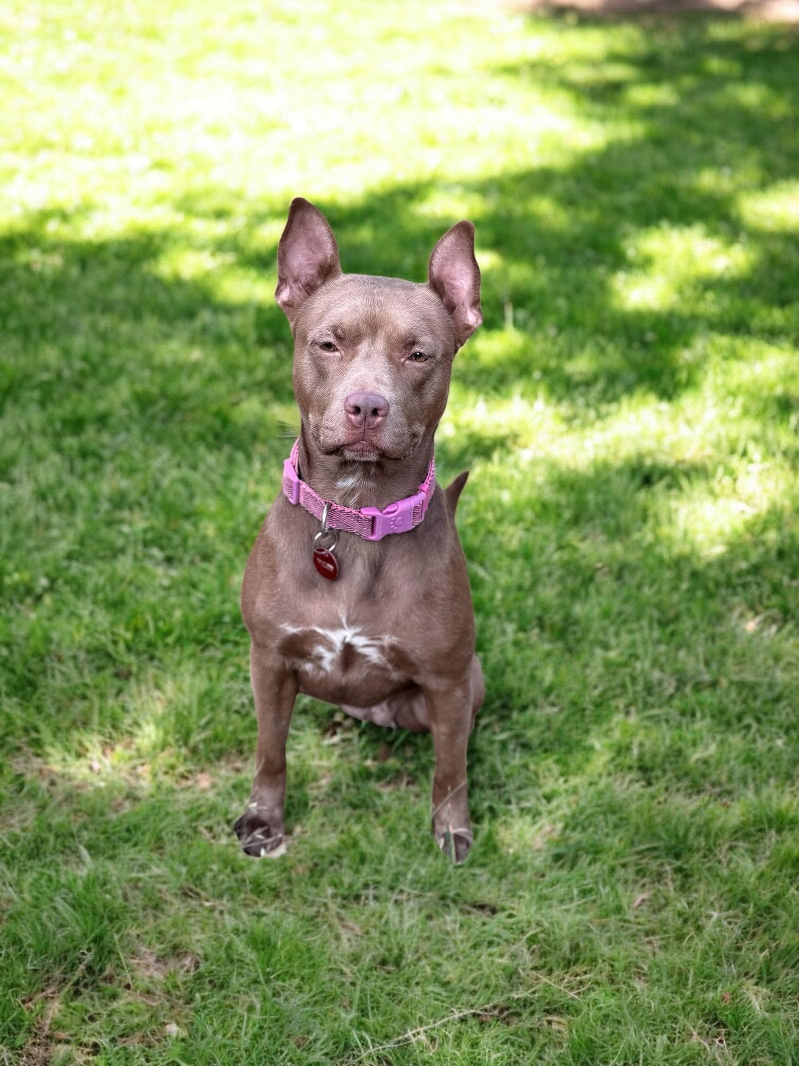 Nora, a Adoptable Pit Bull Terrier in Nashville, TN image 1/3