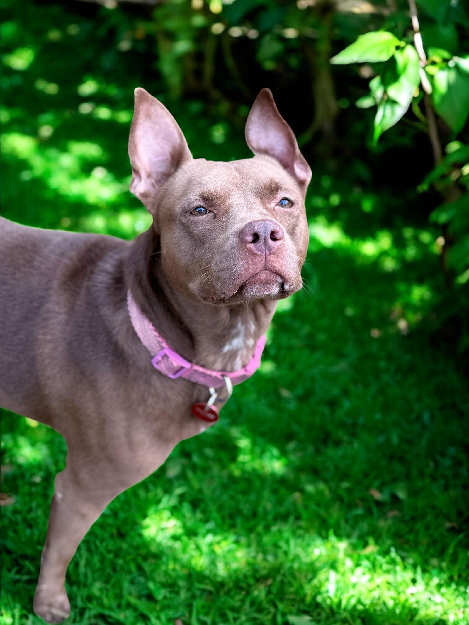 Nora, a Adoptable Pit Bull Terrier in Nashville, TN image 2/3