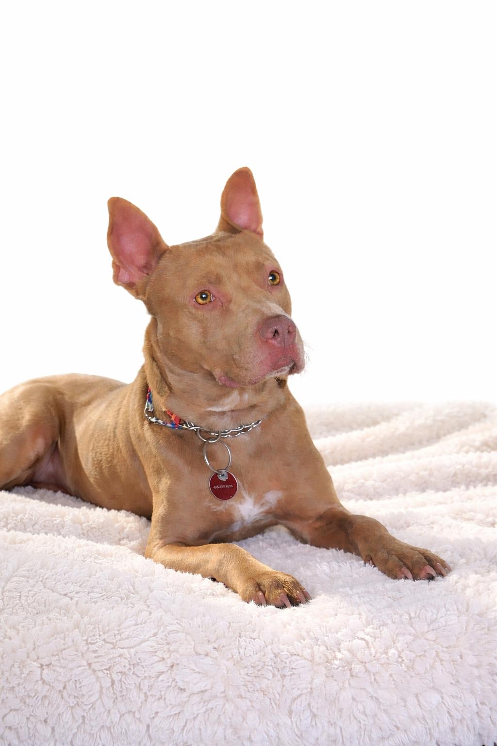 Nora, a Adoptable Pit Bull Terrier in Nashville, TN image 3/3