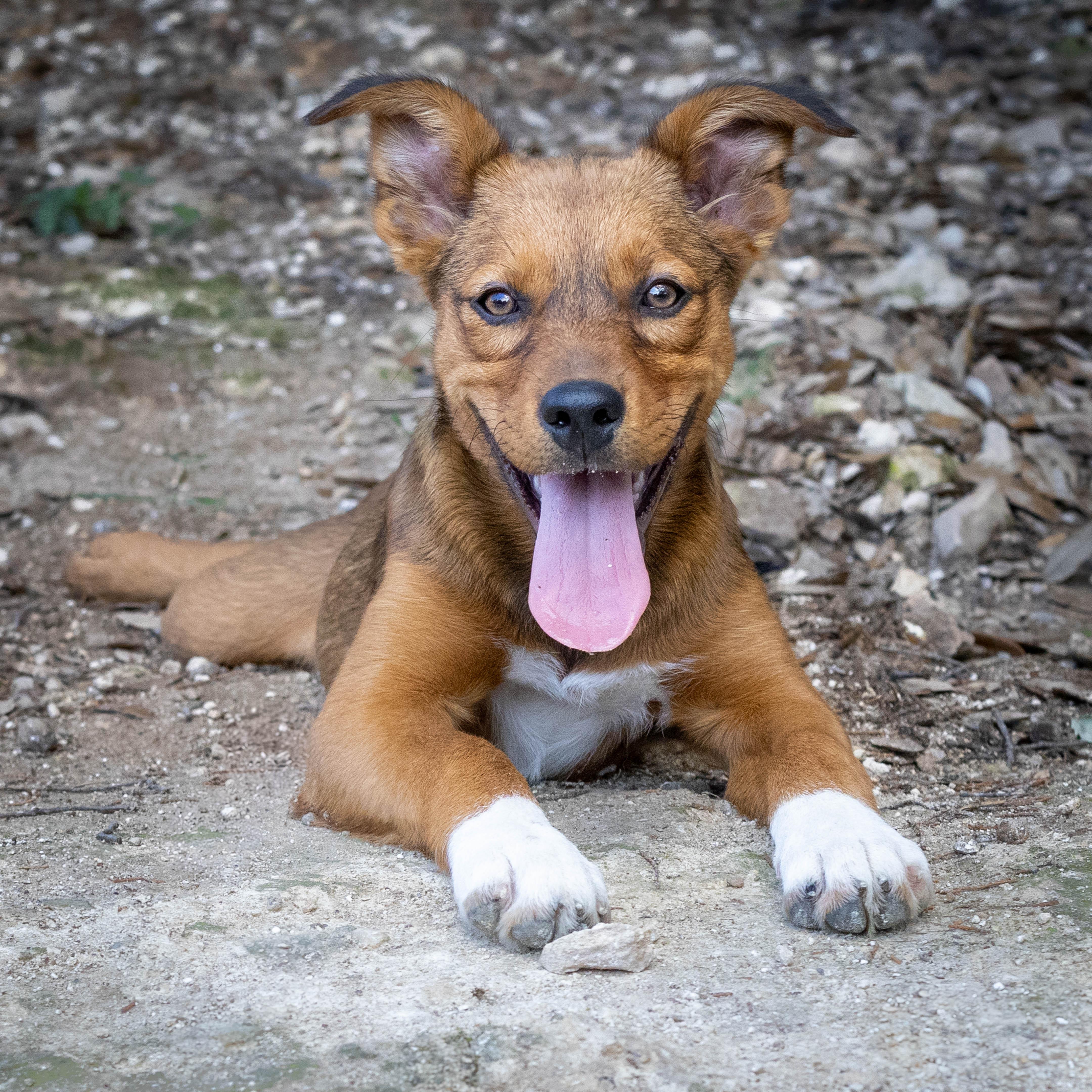 Enlarge Penny, a Adopted Australian Shepherd in Lago Vista, TX image 1/1
