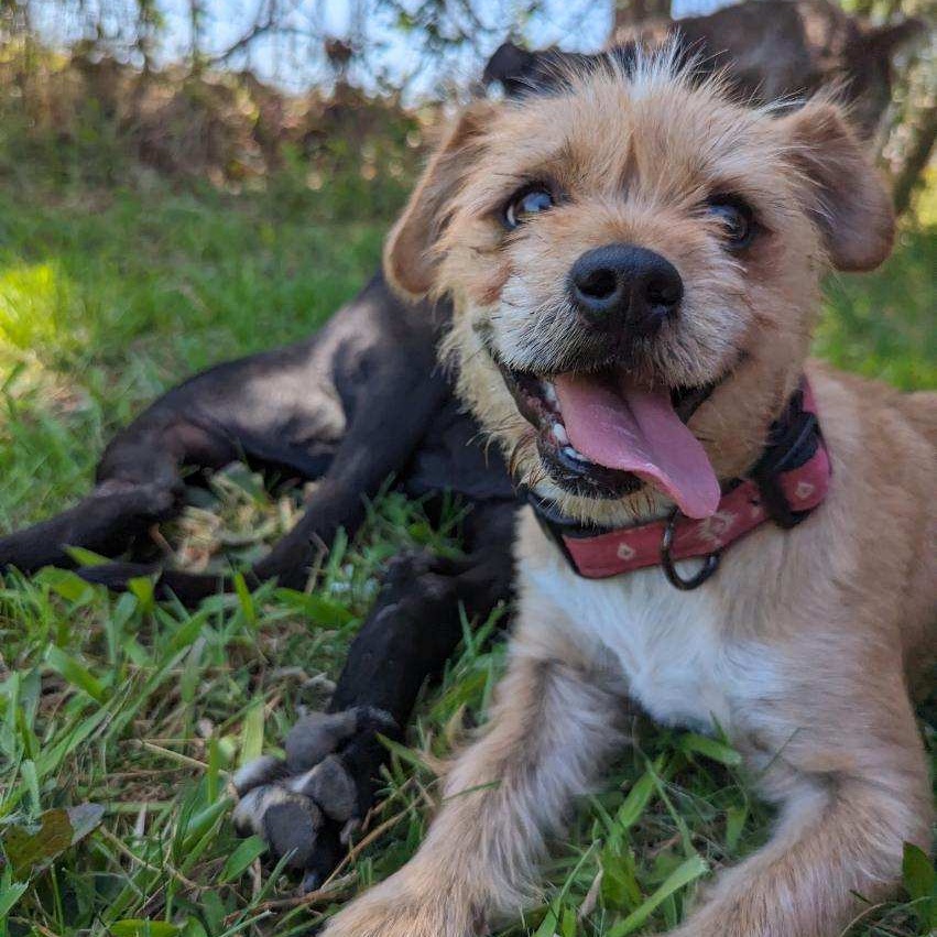 Enlarge Nina, an adoptable Cairn Terrier in Brentwood, TN image 1/3