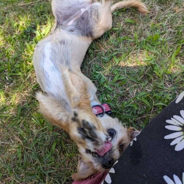 Enlarge Nina, an adoptable Cairn Terrier in Brentwood, TN image 2/3