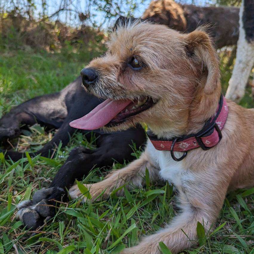 Enlarge Nina, an adoptable Cairn Terrier in Brentwood, TN image 3/3