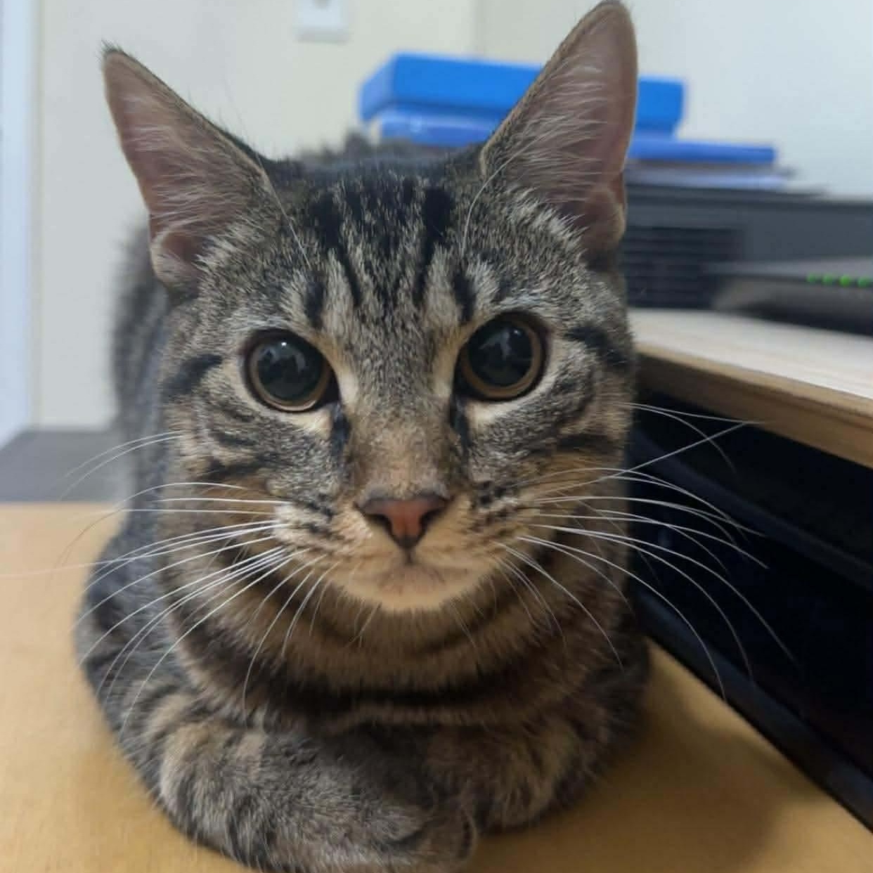 Enlarge Gnocchi- the sweetest girl, a Adoptable Domestic Short Hair in Mineola, NY image 1/6
