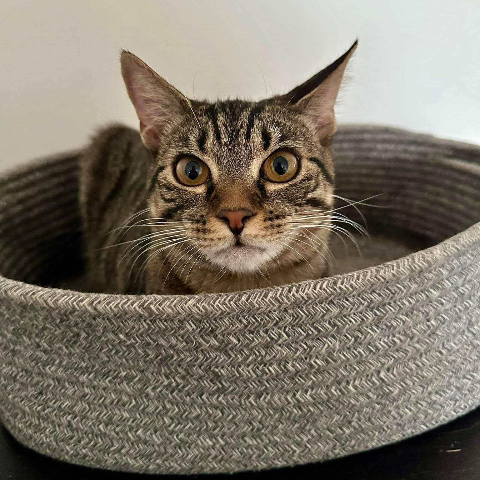 Enlarge Gnocchi- the sweetest girl, a Adoptable Domestic Short Hair in Mineola, NY image 2/6