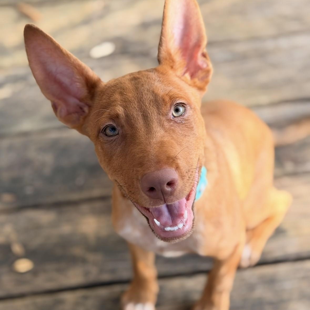 DaisyKayleePC, adopted, Puppy Female Cattle Dog.