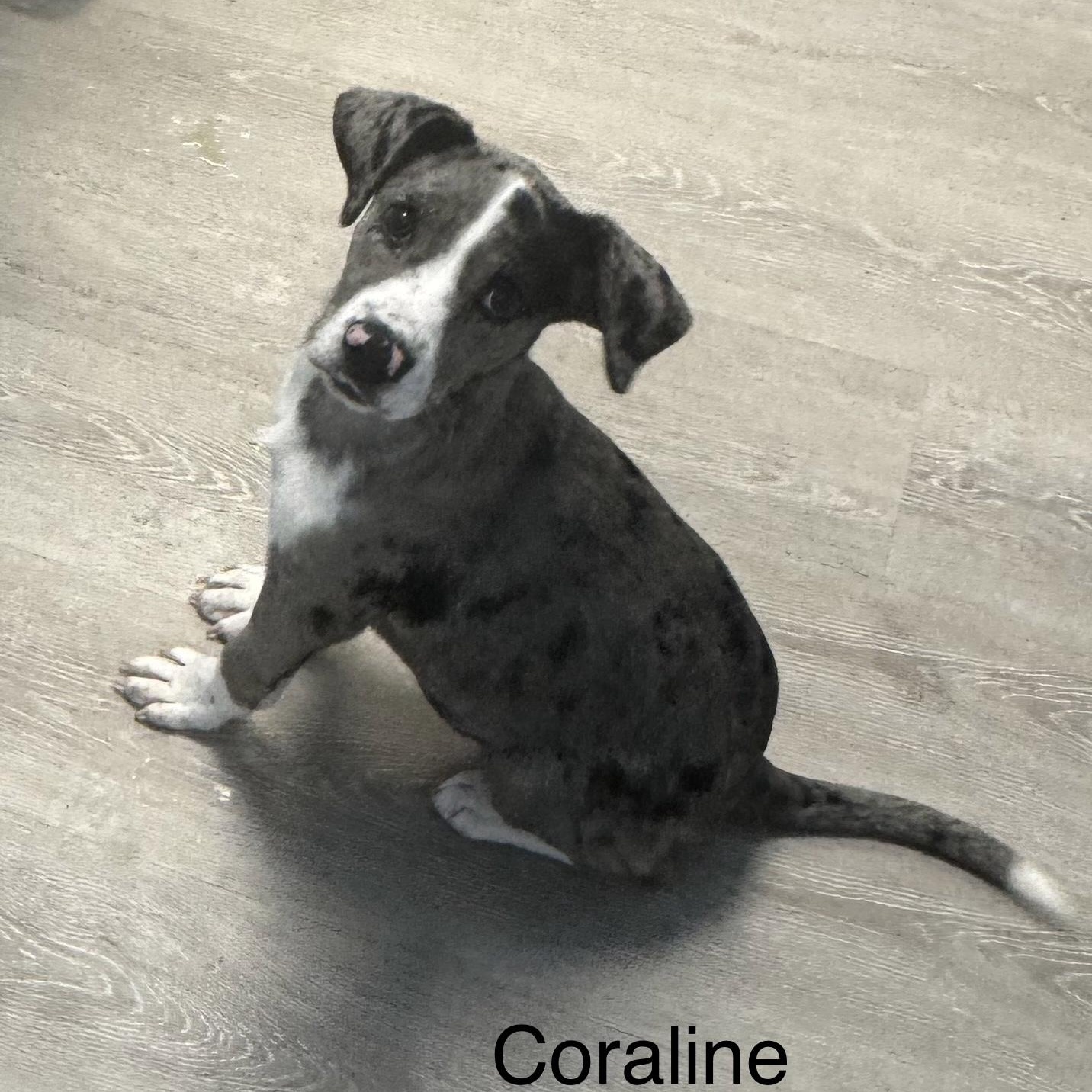 Coraline, adopted, Puppy Female Australian Shepherd & Catahoula Leopard Dog.
