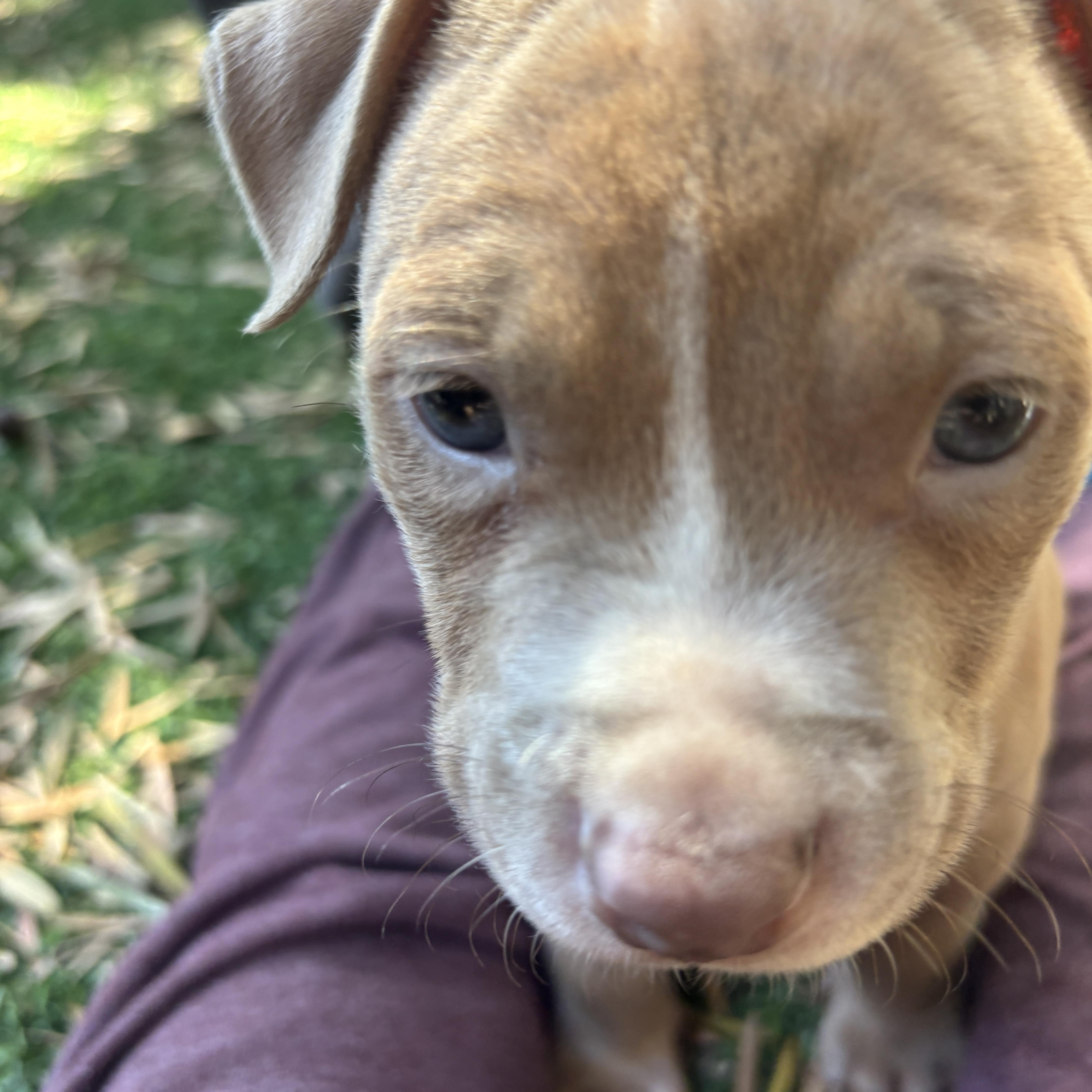 Scary Spice is a 6 week old female Pit Bull mix who is ready for her forever person
