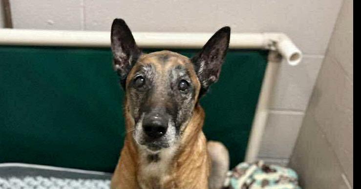 Bear, located in CA — thumbnail 2