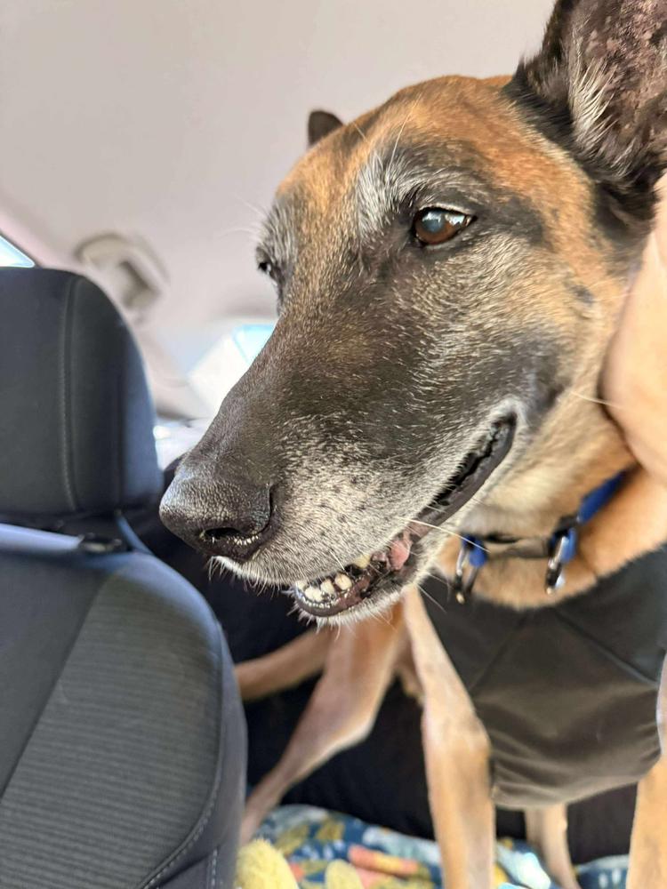 Bear, located in CA — thumbnail 3