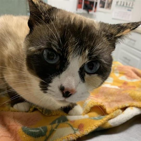 Enlarge Pintail, a Adoptable Siamese in Mount Shasta, CA image 1/6