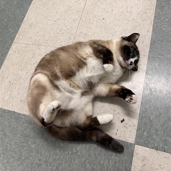 Enlarge Pintail, a Adoptable Siamese in Mount Shasta, CA image 2/6
