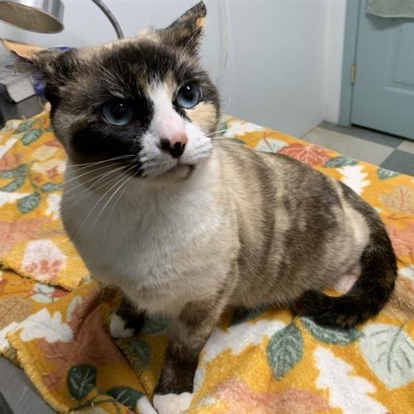 Enlarge Pintail, a Adoptable Siamese in Mount Shasta, CA image 3/6