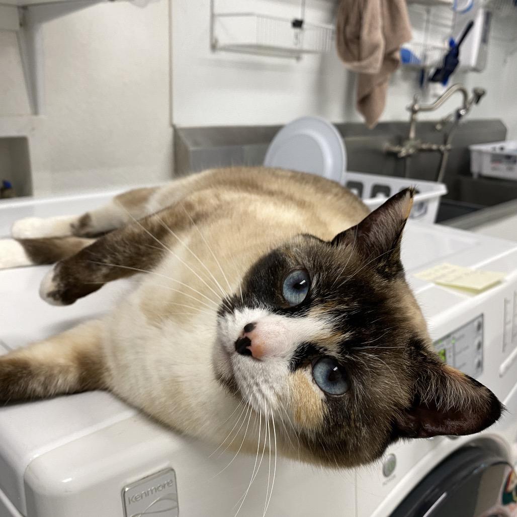Enlarge Pintail, a Adoptable Siamese in Mount Shasta, CA image 4/6