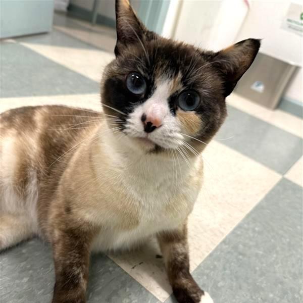 Enlarge Pintail, a Adoptable Siamese in Mount Shasta, CA image 4/6