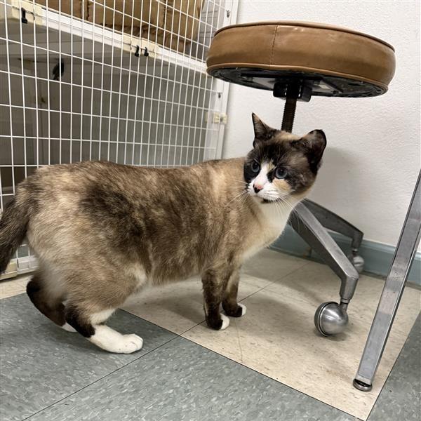 Enlarge Pintail, a Adoptable Siamese in Mount Shasta, CA image 5/6