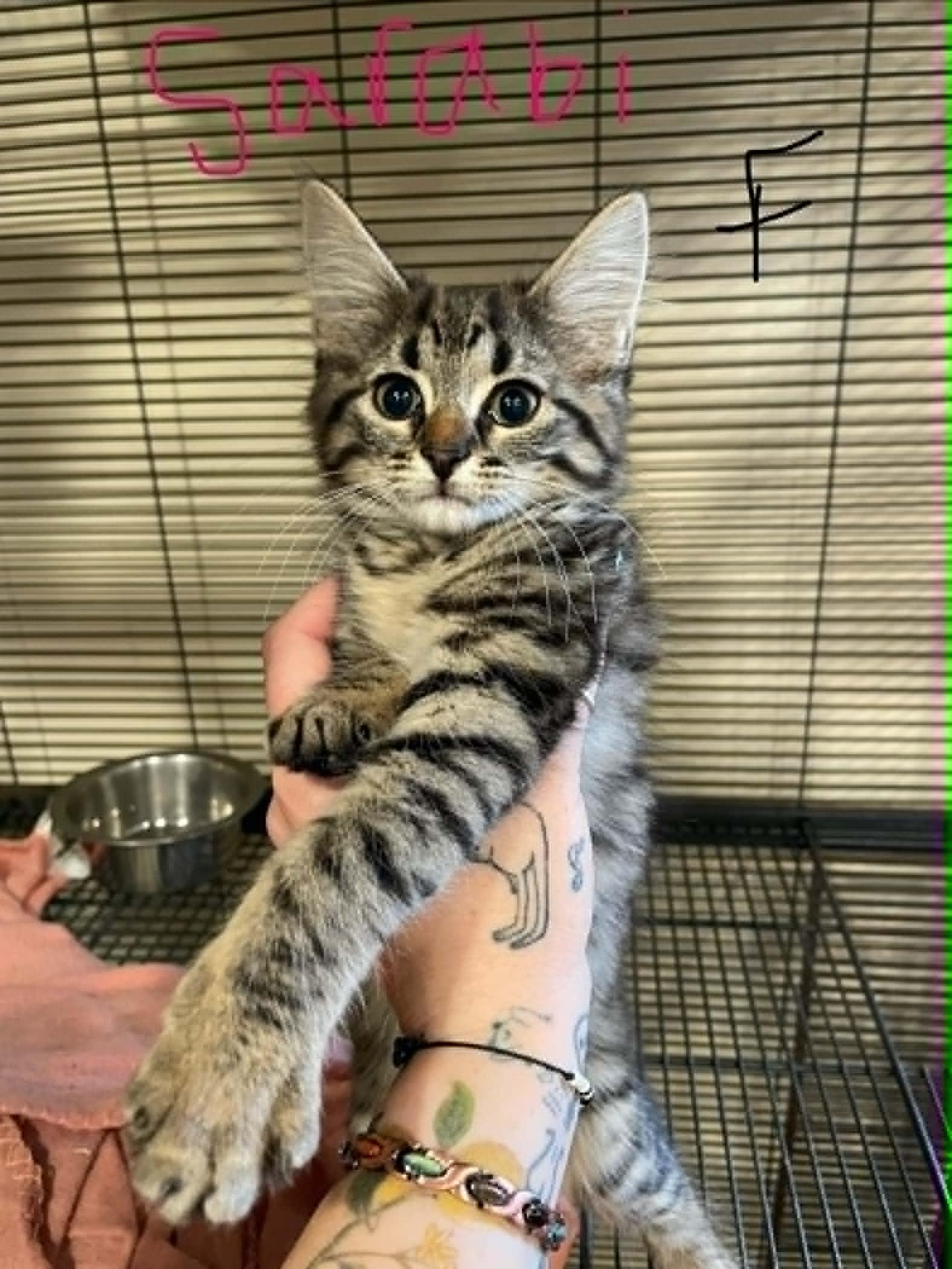 Enlarge Sarabi, a ADOPTABLE Domestic Long Hair in Bishopville, SC image 1/1