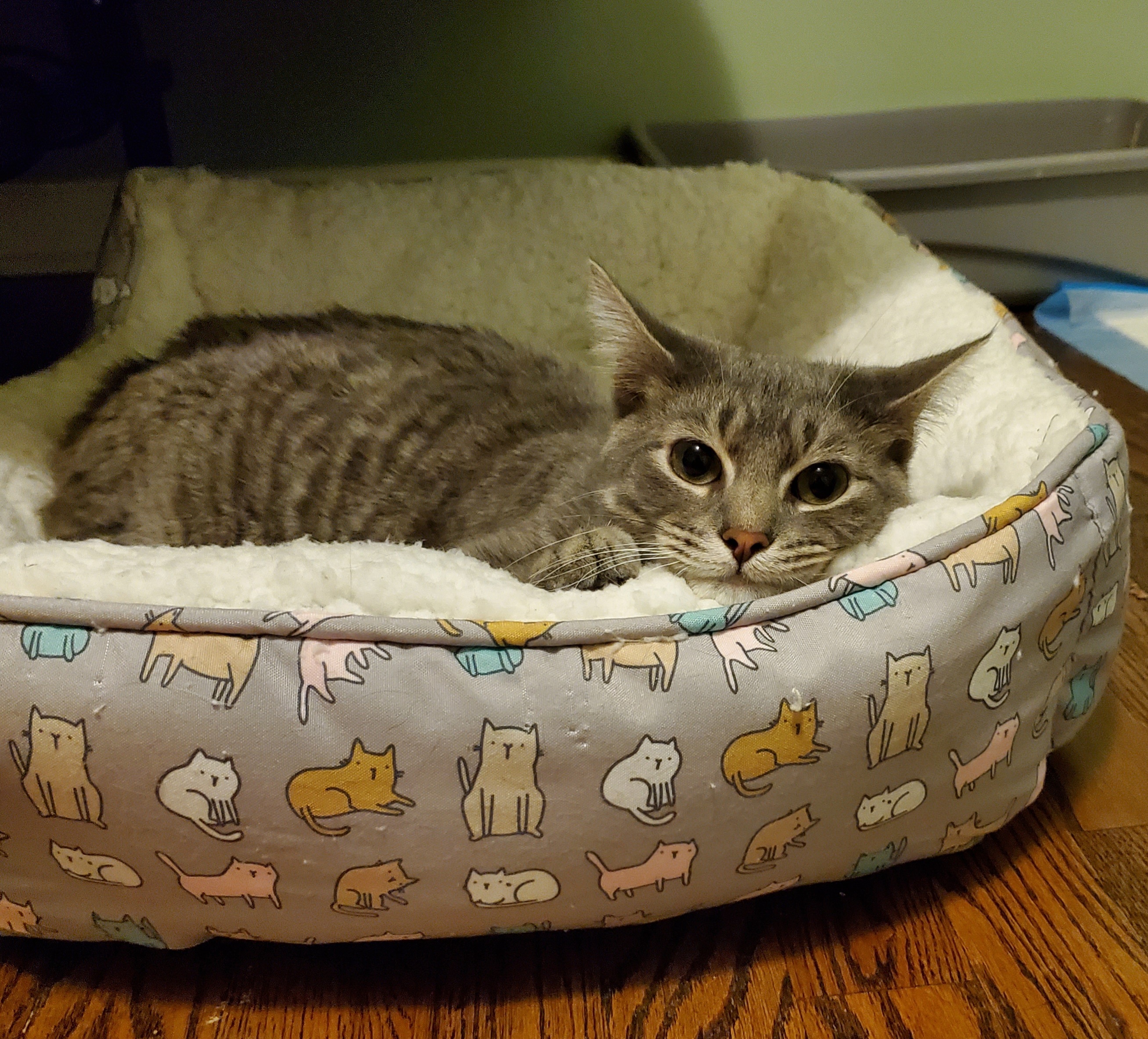 Alfie (CH), a Adoptable Domestic Short Hair in Hixson, TN image 5/6