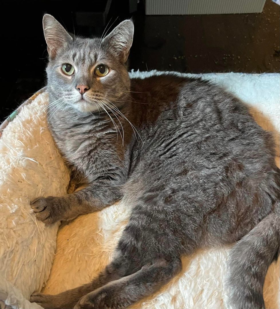 Alfie (CH), an adoptable Domestic Short Hair in Hixson, TN, 37343 | Photo Image 3