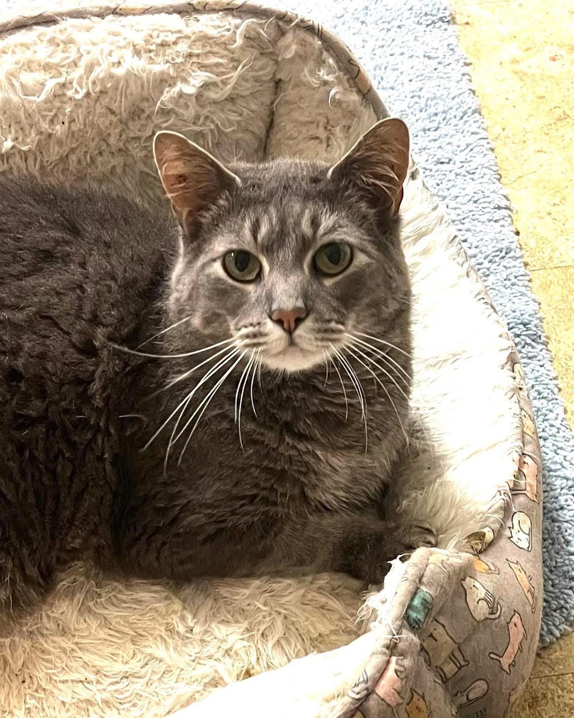 Alfie (CH), a Adoptable Domestic Short Hair in Hixson, TN image 1/6