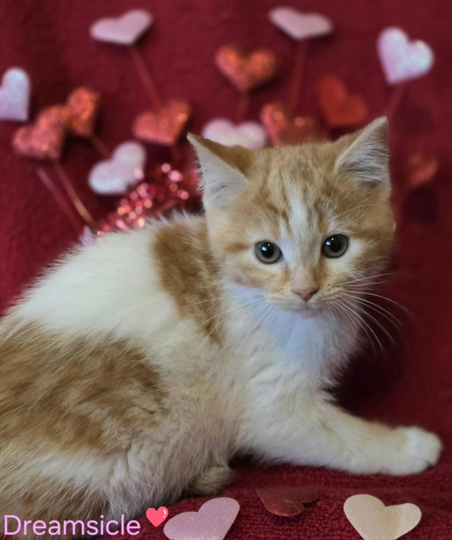 Enlarge Dreamsicle, a Adoptable Domestic Short Hair in Merrillville, IN image 3/6