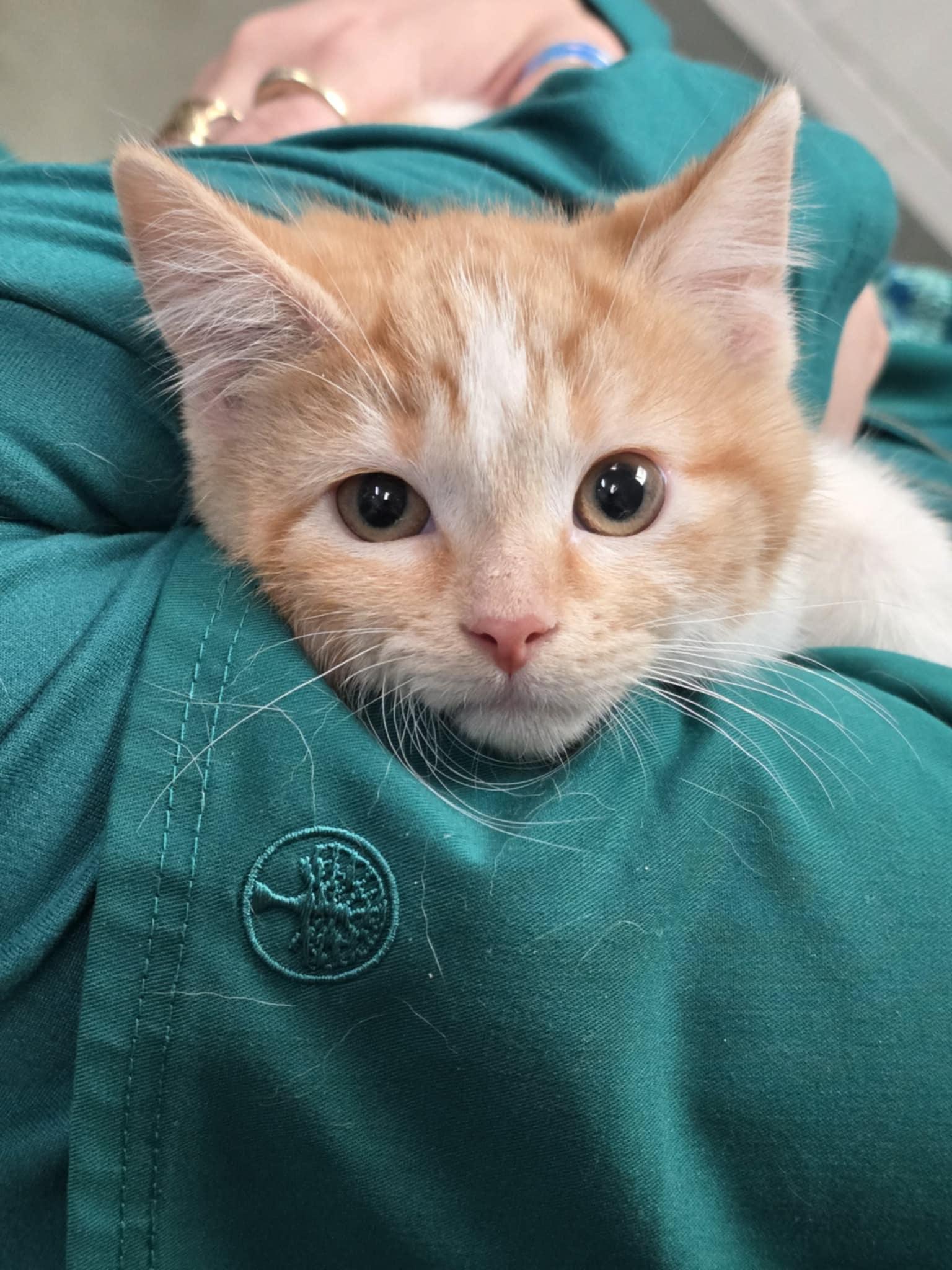 Enlarge Dreamsicle, a Adoptable Domestic Short Hair in Merrillville, IN image 2/6