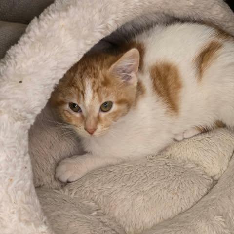 Enlarge Dreamsicle, a Adoptable Domestic Short Hair in Merrillville, IN image 4/6