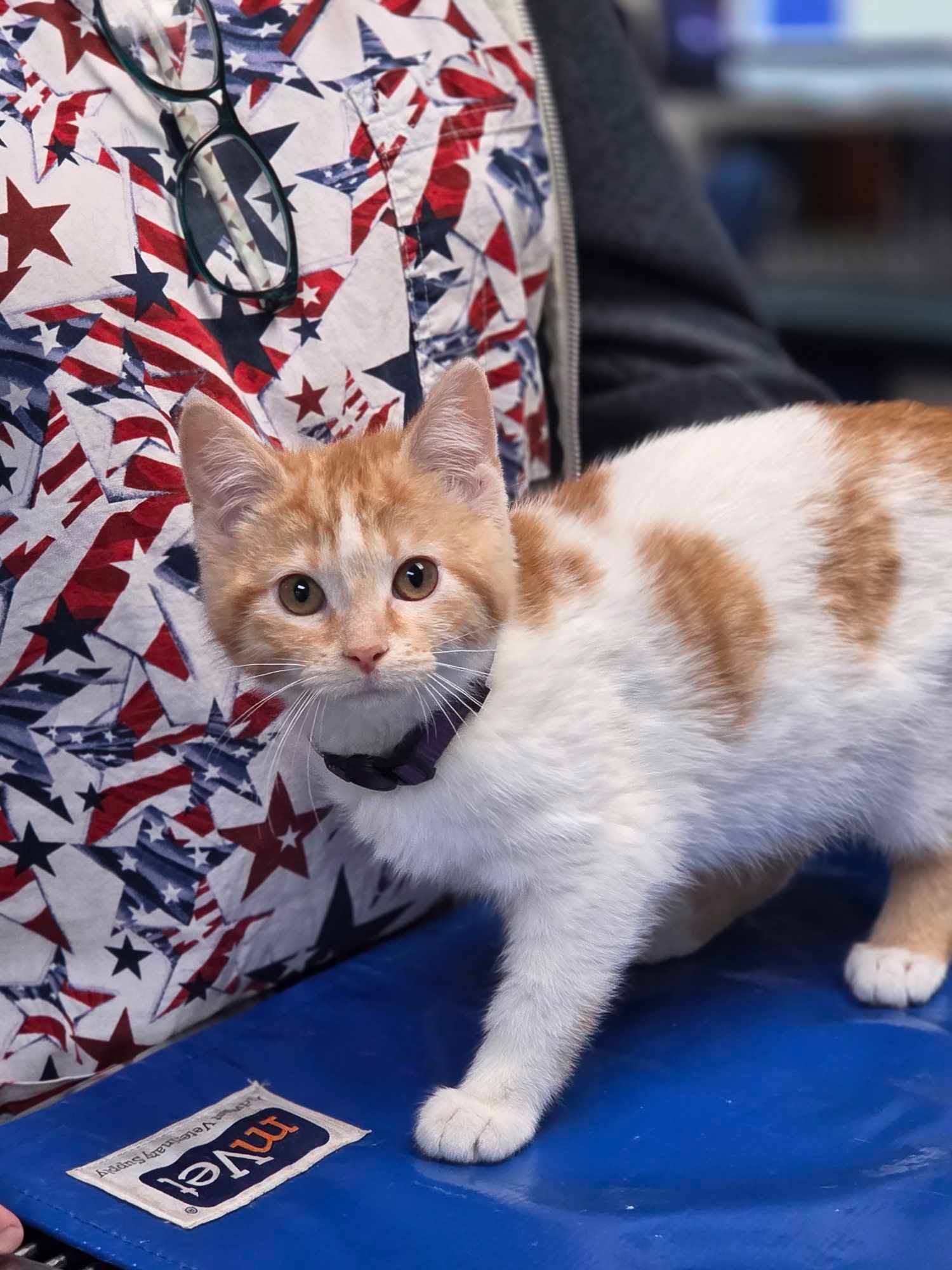 Dreamsicle, Adoptable, Young Female Domestic Short Hair.