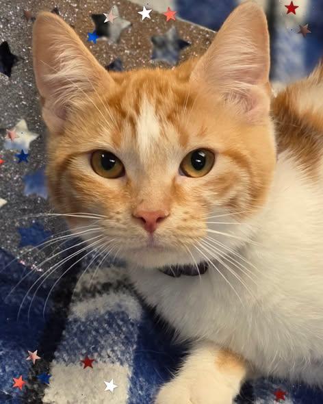 Dreamsicle, Adoptable, Young Female Domestic Short Hair.