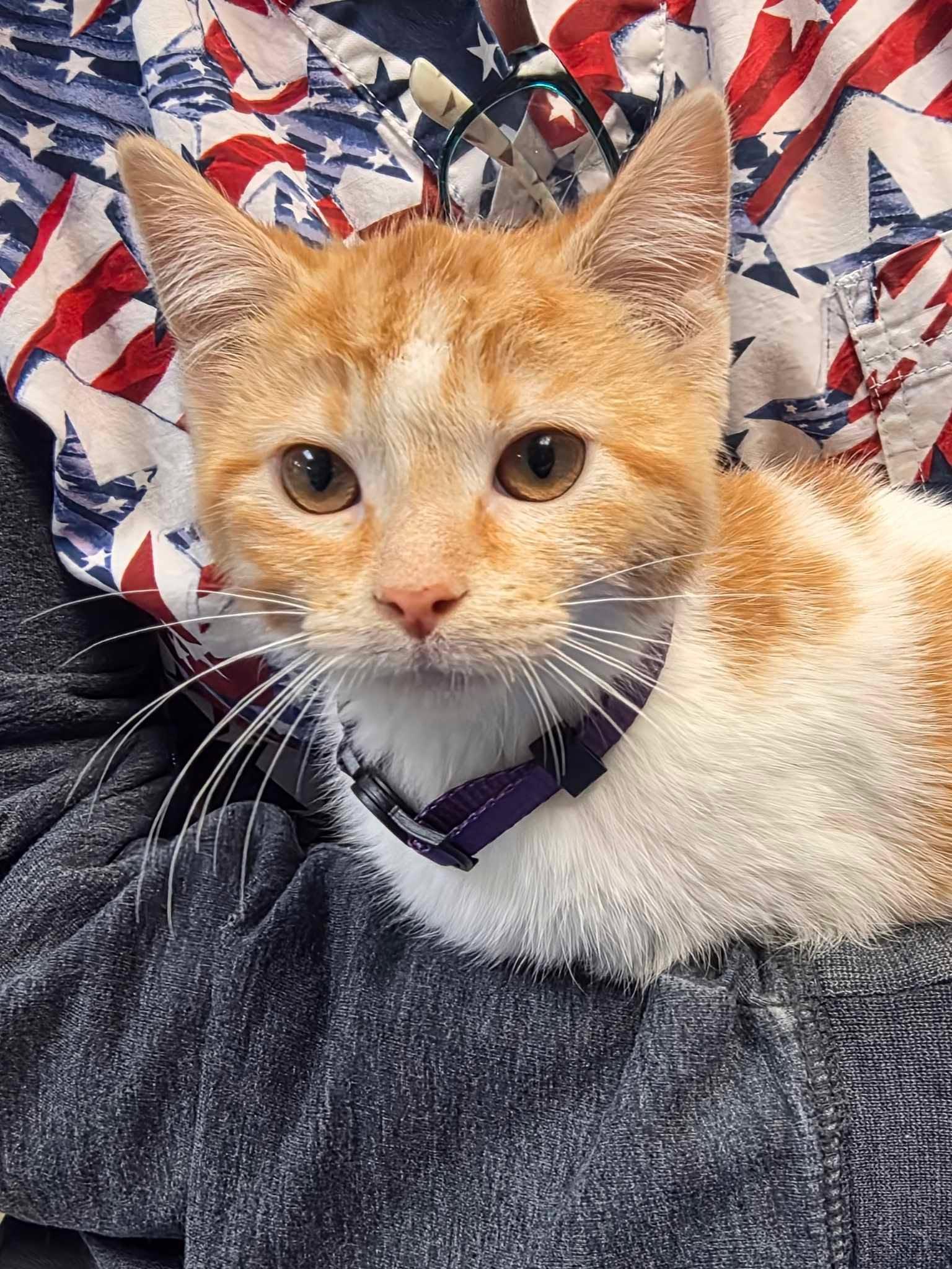 Enlarge Dreamsicle, a Adoptable Domestic Short Hair in Merrillville, IN image 5/6