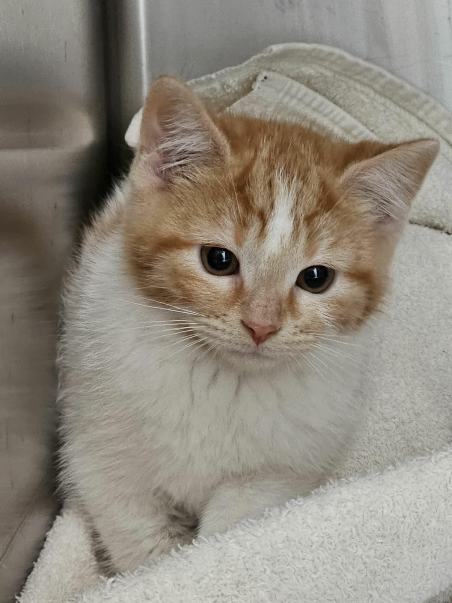 Enlarge Dreamsicle, a Adoptable Domestic Short Hair in Merrillville, IN image 6/6