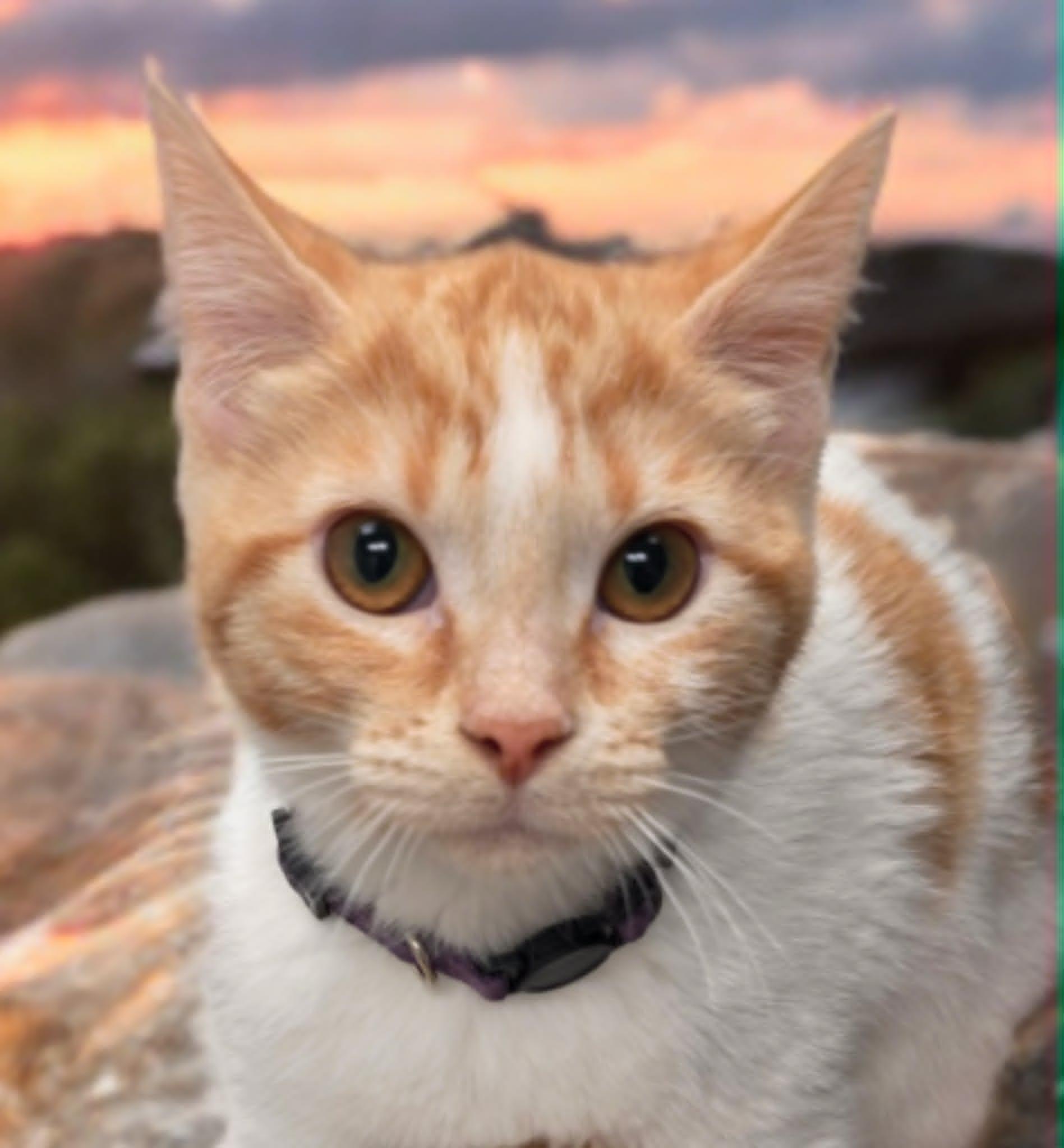 Enlarge Dreamsicle, a Adoptable Domestic Short Hair in Merrillville, IN image 1/6