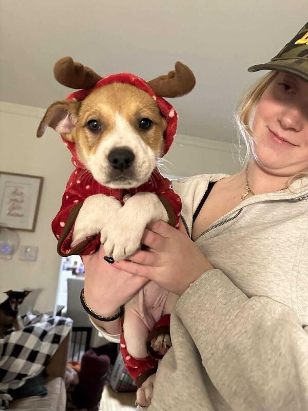 Rhys, a Adoptable mixed breed in Alma, WI image 1/5